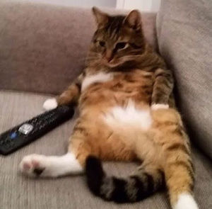 Meet your Posher, Juurt